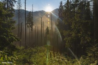 Лес в Татрах