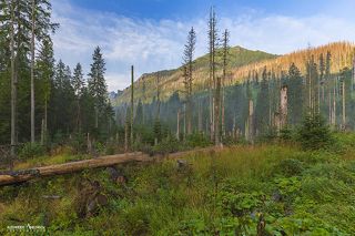 Лес в Татрах