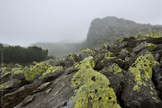 Gorgans in Carpathian mountains