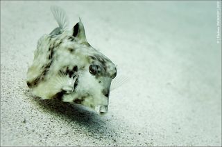 Горбатый кузовок, он же Humpback turretfish, он же Thornback turretfish, он же Tetrosomus gibbosus - питается донными беспозвоночными, сдувая при охоте песок струйкой воды изо рта, размер до 30 см.