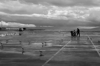 Alkyona\'s return (Birds never lose their \