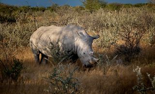 Африканский белый носорог
