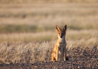 Название «Намиб» на языке народа нама означает «место, где ничего нет».