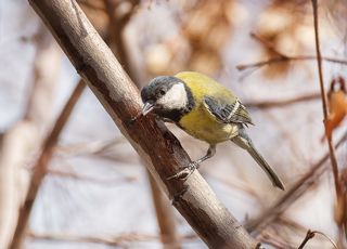 синица пьёт кленовый сок (весна)