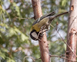 синица пьёт кленовый сок (весна)