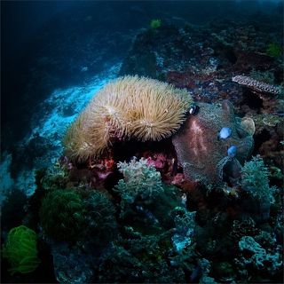 Два вида анемона