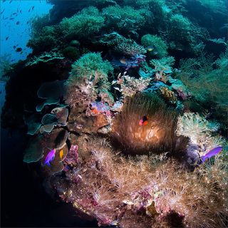 Амфиприон и анемон, а также другие мелкие обитатели Океана.