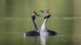 Я подарю тебе эту звезду