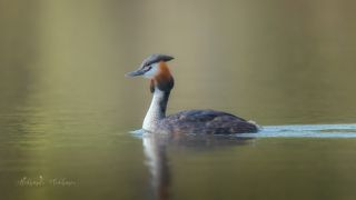 Скользящая по глади