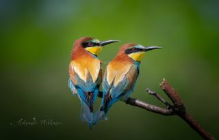 European bee eater