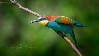 Золотистая щурка