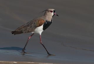 Вот такой чибис широко распространен в Бразилии