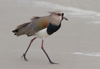 Кайенские пигалицы так же суетливы и крикливы, как и Российские собратья