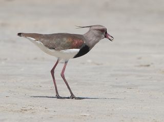 Жонглирует добычей