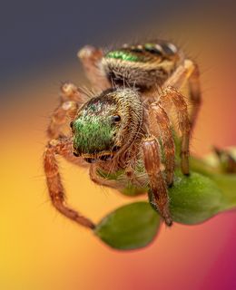 Jumping Spider. (Paraphidippus aurantius) Female