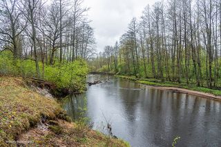 02 Обычно 11 мая по берегам лесных рек уже цветёт черёмуха, но не в этом году. Да и зелени гораздо меньше