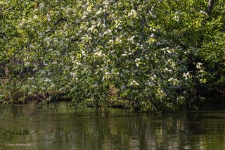 03 С задержкой на 2 недели в лесу зацвела черёмуха, …
