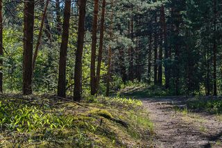 01 В конце мая в Мещёрских лесах царствуют Ландыши и Купена…