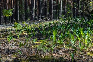 02 Стайки ландышей встречаются почти повсюду