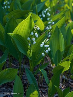 03 Вроде бы привычная картина, но так приятно каждый год на неё полюбоваться: …