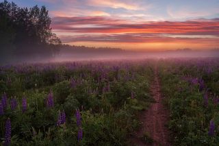 самьянг 24 мм, 1.4