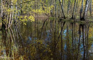 01 Моё открытие этой весны – небольшая старица рядом с лесной речкой. Бывал здесь много раз в разные времена года, но не замечал ранее, что она так живописна …