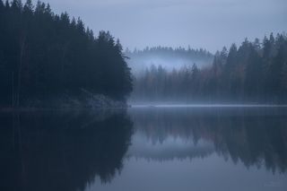 В лесах под Каменногорском. Выборгский район Ленинградской области. Октябрь 2021.