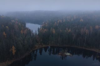 В лесах под Каменногорском. Выборгский район Ленинградской области. Октябрь 2021.