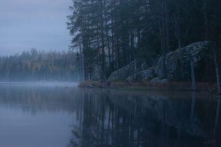 В лесах под Каменногорском. Выборгский район Ленинградской области. Октябрь 2021.