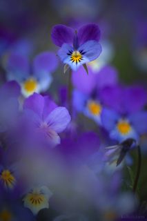 Анютины глазки.

Ладожские шхеры, Карелия.
Конец мая 2022.