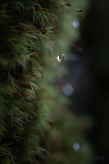 В Выборгских лесах, Ленинградская область.

Апрель 2021.