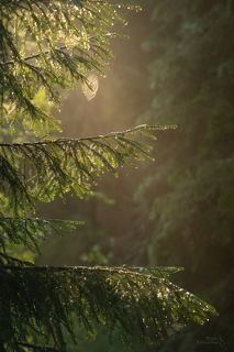 Туманное утро в заказнике \