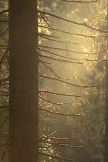 Туманное утро в заказнике \