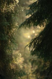 Туманное утро в заказнике \