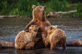 Камчатка, июль 2022.