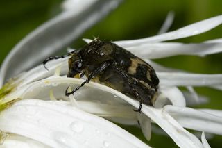 После дождя