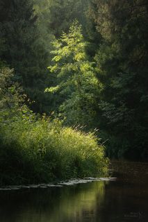 Течёт река Рощинка, заказник Линдуловская роща