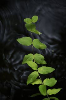 Волшебное течение реки Рощинки, заказник Линдуловская роща