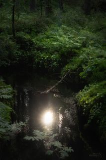 Волшебный ручей с блеском солнца, Карельский перешеек