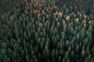 Туманное утро в заказнике Долина реки Смородинки