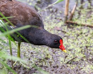 Это вы фотоохотник?