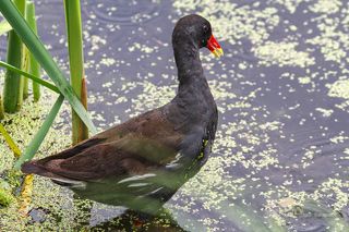 Не пойму и как  соседка выпь вытягивает свою шею.