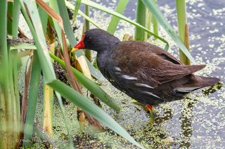 Всё раз фотосессия закончена, я пошла домой в камыши.