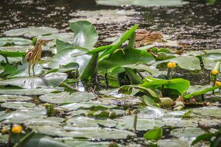 Одна из молодых выпей  была достаточно ловкой и вылавливала  рыбку