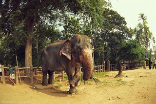 Каждое животное получает примерно по 76 кг травы в день и по 2 кг рисовых отрубей и кукурузы.