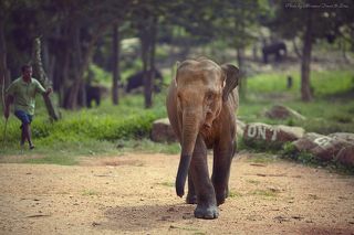 Молодные слоники, напакостив, боятся погонщиков и смешно от них удирают.