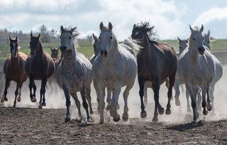 Stadnina Koni Białka -jesiennie