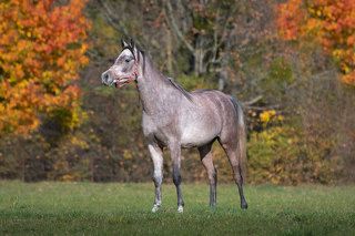 Stadnina Koni Białka -jesiennie