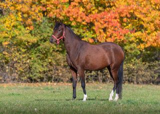 Stadnina Koni Białka -jesiennie