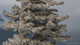 03 Так выглядят в такие моменты хвоя у кедров, …